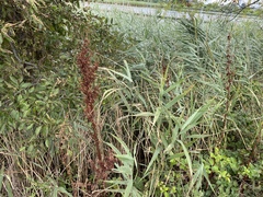 Rumex cristatus