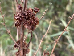 Rumex cristatus