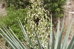 Epicauta ochrea