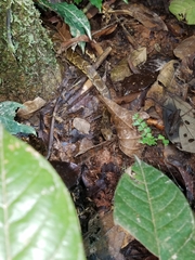 Atractus major