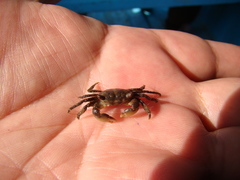Pachygrapsus socius