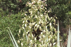 Epicauta ochrea