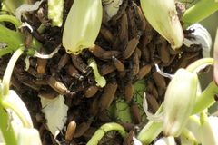 Epicauta ochrea