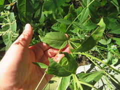 Eupatorium godfreyanum