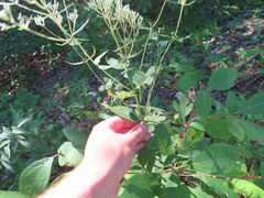 Eupatorium godfreyanum
