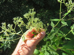 Eupatorium godfreyanum