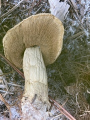 Tylopilus minor