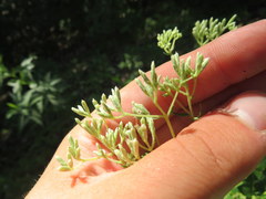 Eupatorium godfreyanum