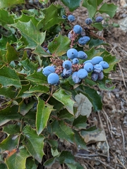 Berberis piperiana