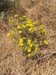 Deinandra corymbosa