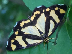 Psychostrophia melanargia