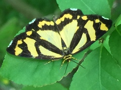 Psychostrophia melanargia