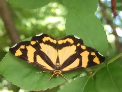 Psychostrophia melanargia