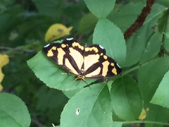 Psychostrophia melanargia