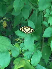 Psychostrophia melanargia