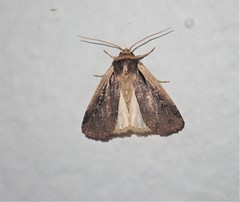 Ochropleura