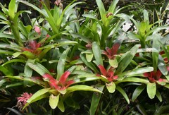 Neoregelia
