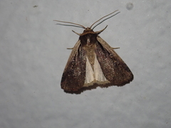 Ochropleura