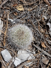 Rapicactus beguinii