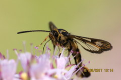 Synanthedon bibionipennis