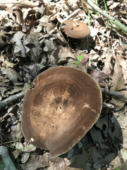 Lactarius fuliginosus