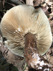 Lactarius fuliginosus