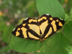 Psychostrophia melanargia