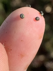 Fluminicola turbiniformis