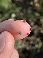 Fluminicola turbiniformis