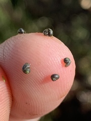 Fluminicola turbiniformis