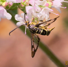 Synanthedon bibionipennis