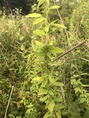 Lespedeza stuevei