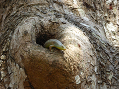 Dasia olivacea