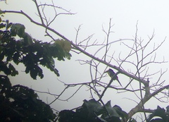 Pteroglossus pluricinctus