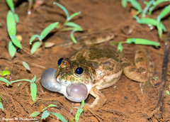 Anura