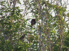 Carpodacus erythrinus