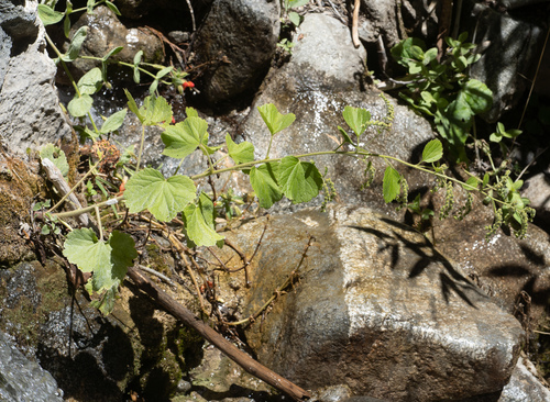 Roundleaf brookfoam (Boykinia rotundifolia)