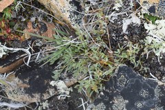 Podistera yukonensis