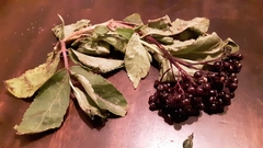 Sambucus racemosa melanocarpa