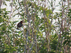 Carpodacus erythrinus