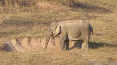 Elephas maximus