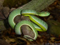 Trimeresurus vogeli