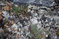 Podistera yukonensis