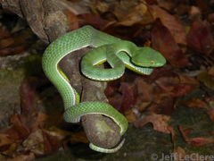 Trimeresurus vogeli