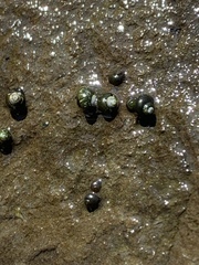 Fluminicola turbiniformis