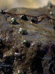 Fluminicola turbiniformis