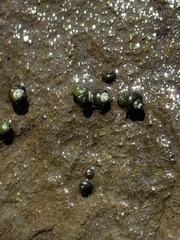 Fluminicola turbiniformis