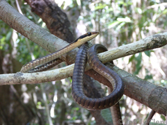 Dendrelaphis ngansonensis