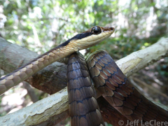 Dendrelaphis ngansonensis