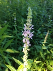 Stachys hispida